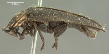 Media type: image;   Entomology 2773 Aspect: habitus lateral view
